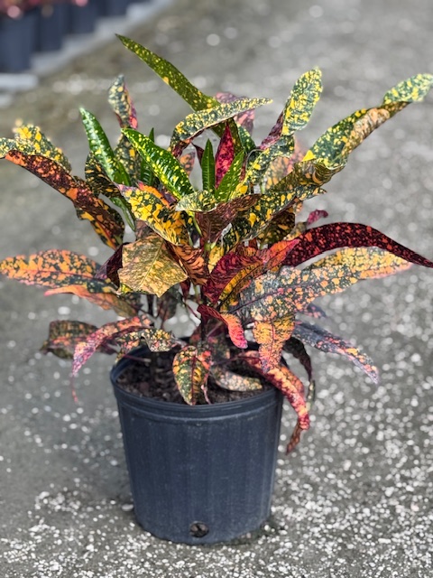 codiaeum-variegatum-croton