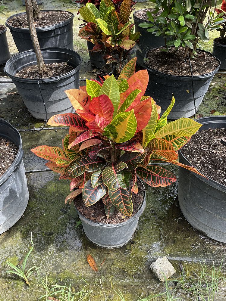 codiaeum-variegatum-croton