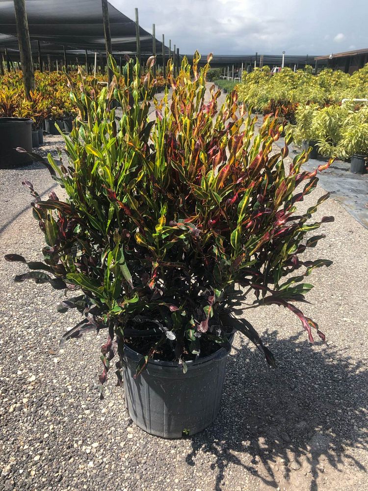 codiaeum-variegatum-curlyboy-croton