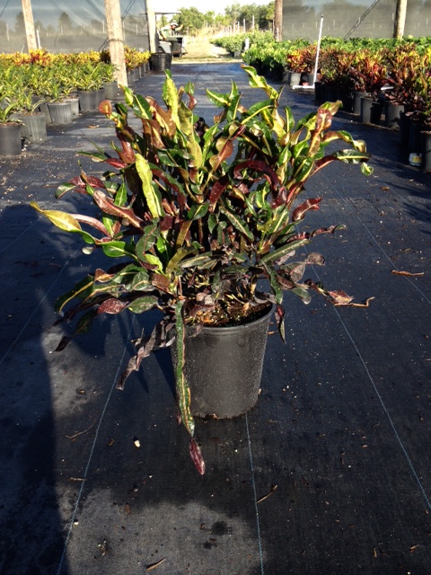 codiaeum-variegatum-curlyboy-croton