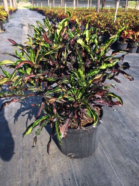 codiaeum-variegatum-curlyboy-croton