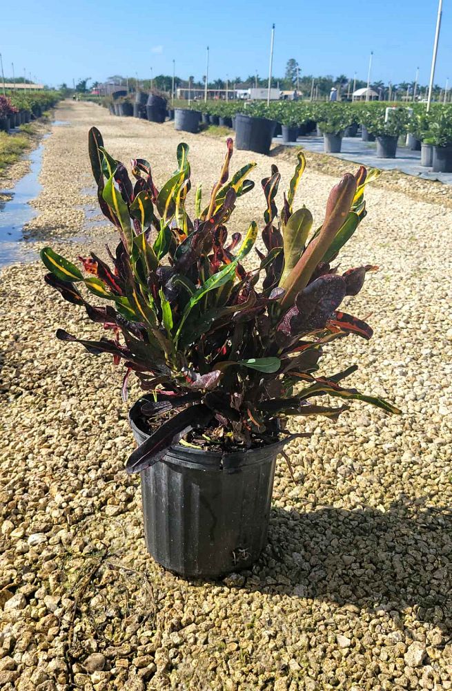 codiaeum-variegatum-curlyboy-croton