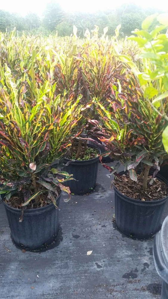 codiaeum-variegatum-curlyboy-croton