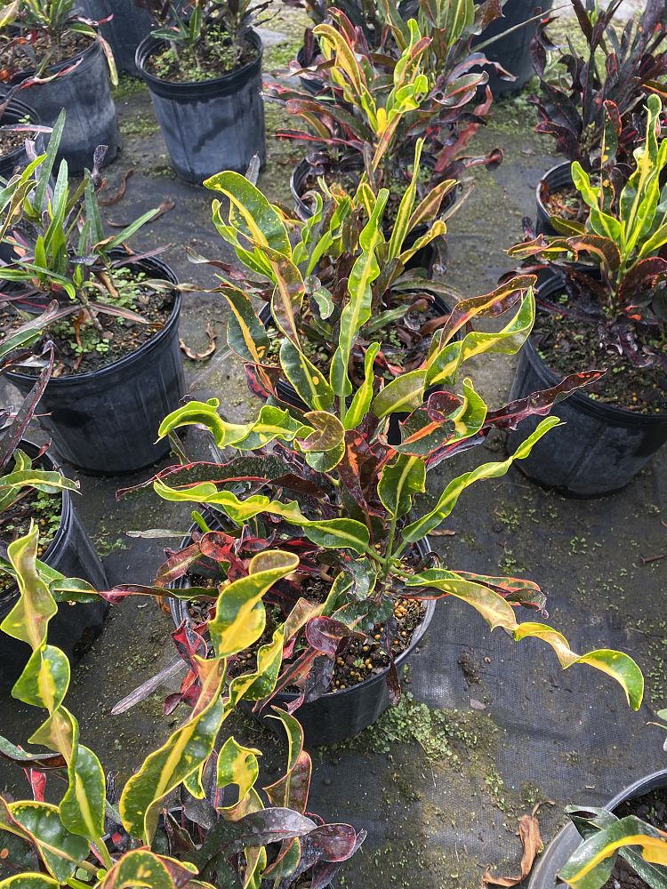 codiaeum-variegatum-curlyboy-croton