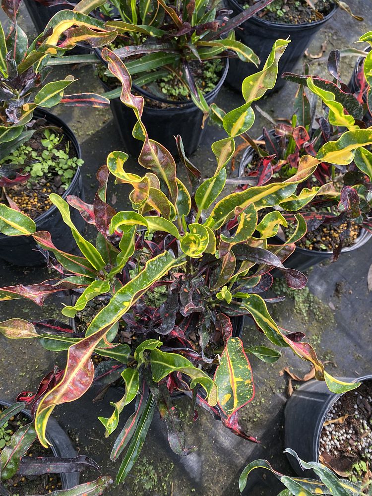 codiaeum-variegatum-curlyboy-croton