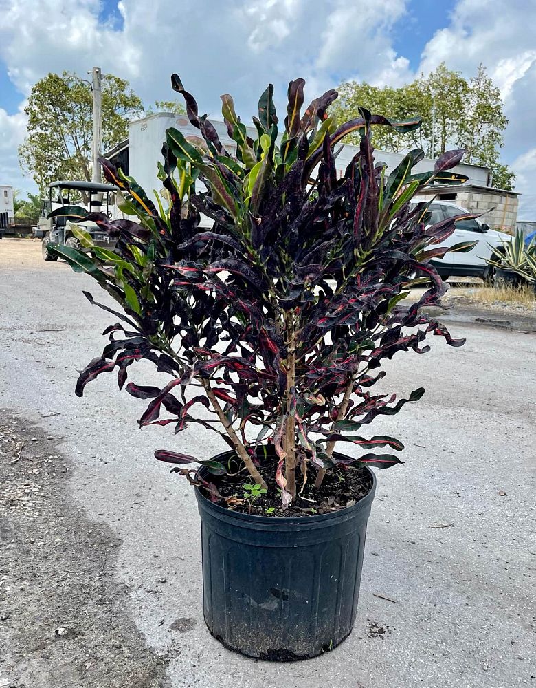 codiaeum-variegatum-curlyboy-croton