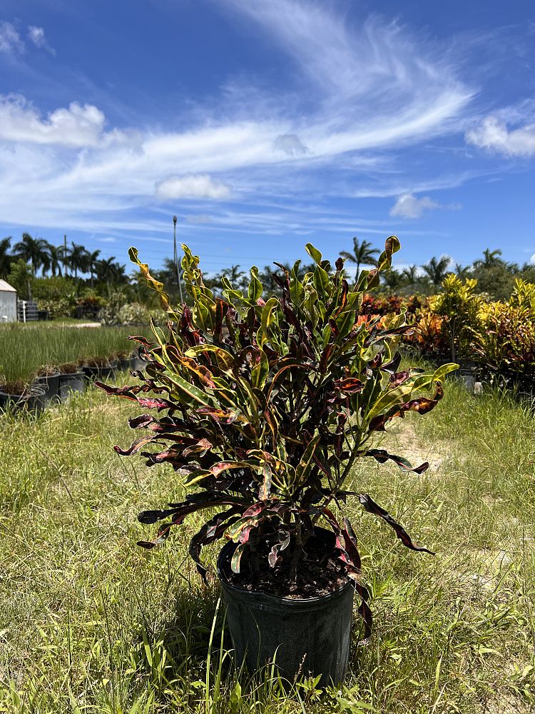 codiaeum-variegatum-curlyboy-croton