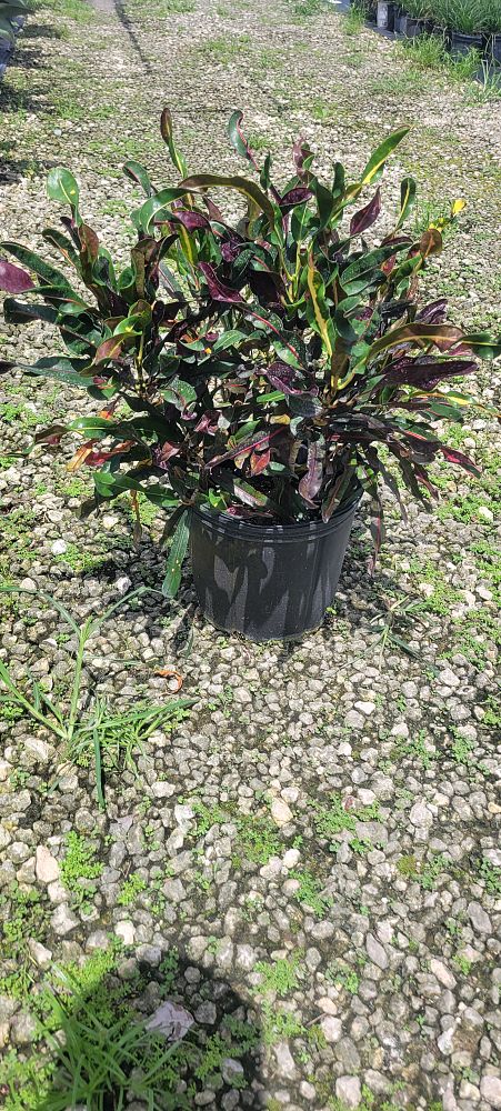 codiaeum-variegatum-curlyboy-croton
