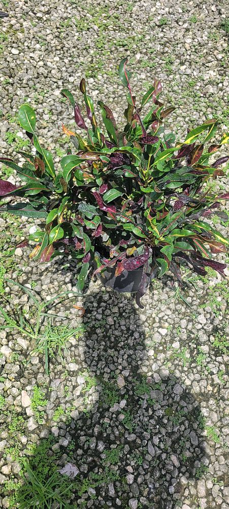 codiaeum-variegatum-curlyboy-croton