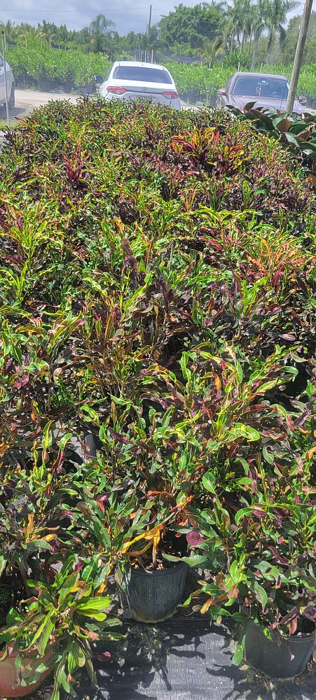 codiaeum-variegatum-curlyboy-croton