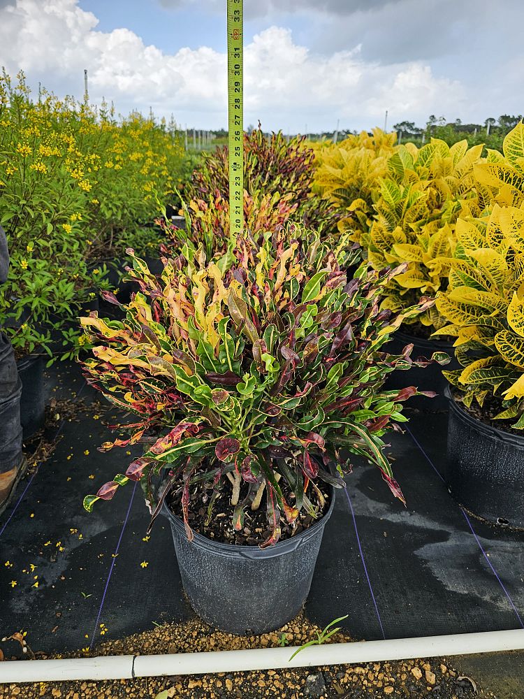 codiaeum-variegatum-curlyboy-red-croton