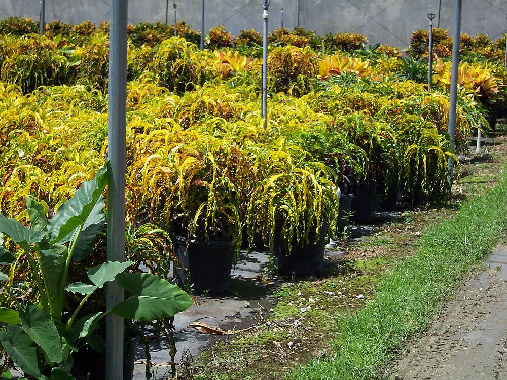 Medallion Davie Nursery