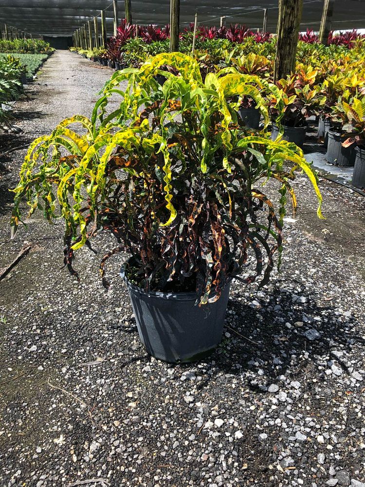 A's Ornamental Nursery