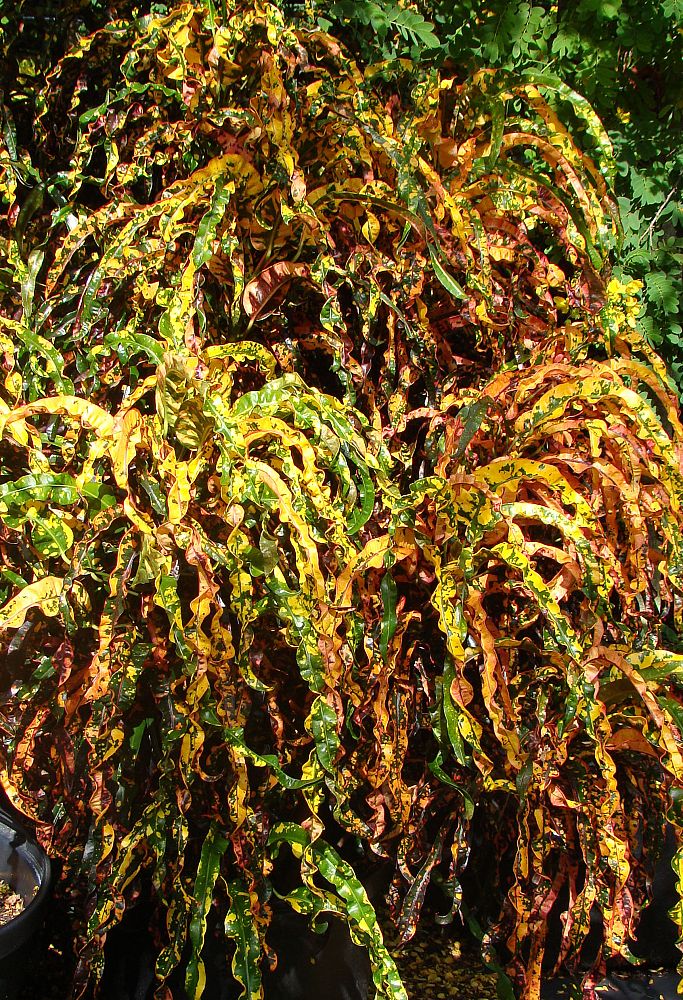 codiaeum-variegatum-dreadlocks-croton