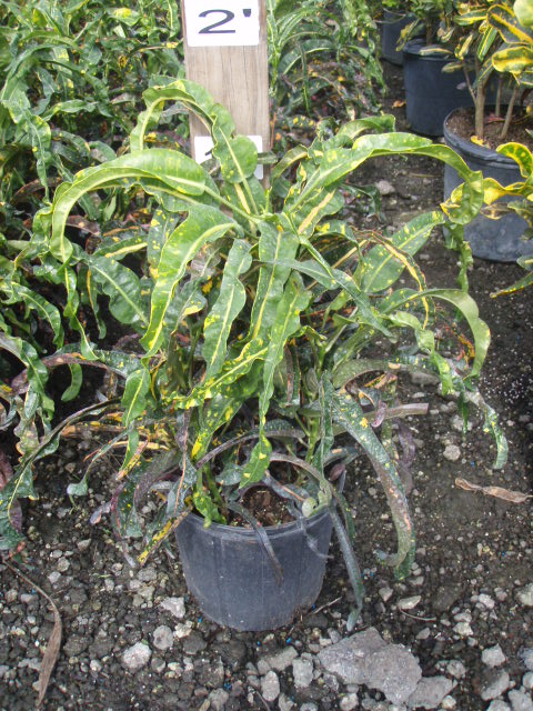 codiaeum-variegatum-dreadlocks-croton