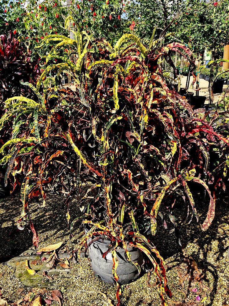 codiaeum-variegatum-dreadlocks-croton