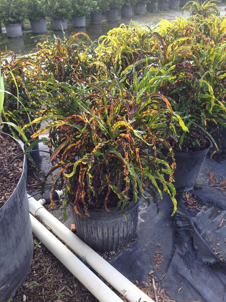 codiaeum-variegatum-dreadlocks-croton