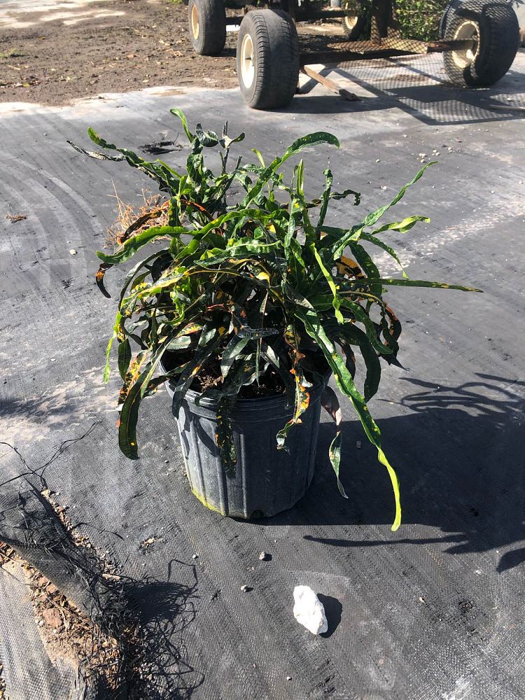 codiaeum-variegatum-dreadlocks-croton
