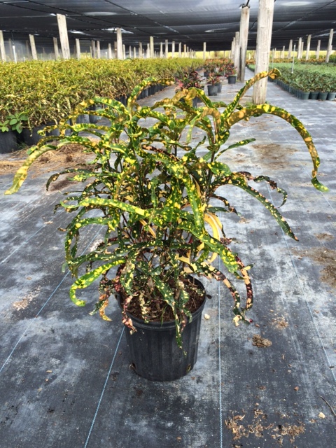 codiaeum-variegatum-dreadlocks-croton