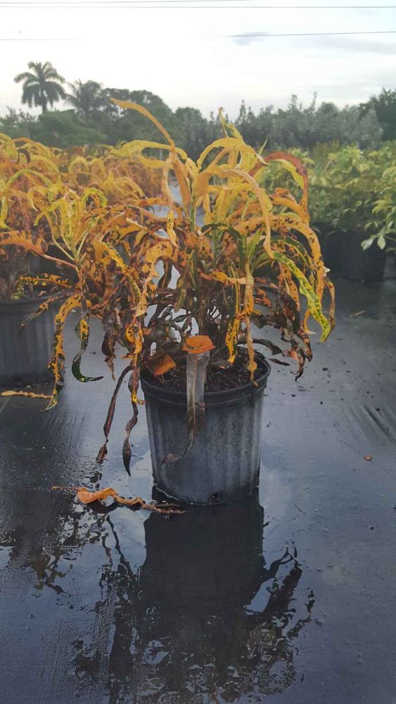 codiaeum-variegatum-dreadlocks-croton