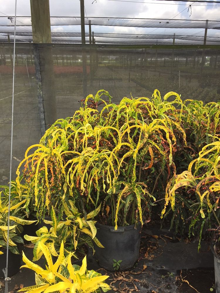 codiaeum-variegatum-dreadlocks-croton