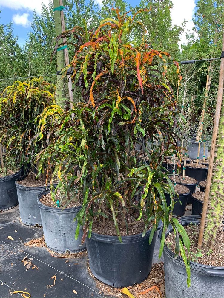 codiaeum-variegatum-dreadlocks-croton