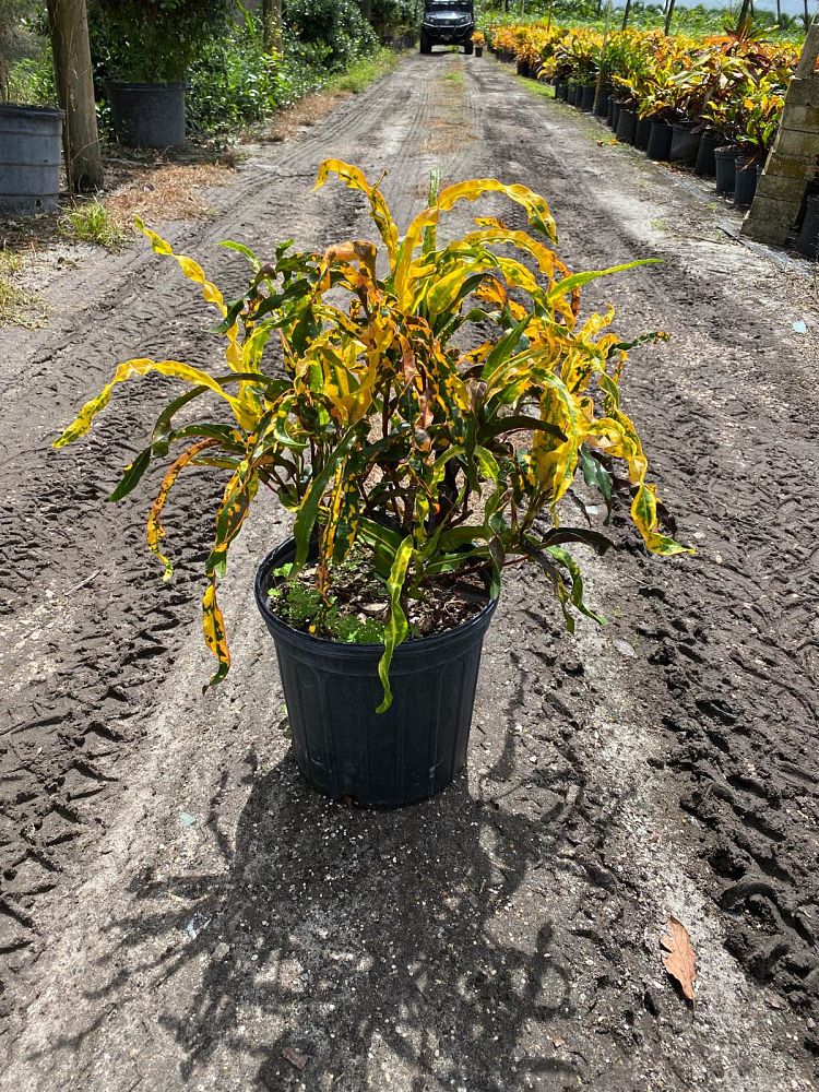 codiaeum-variegatum-dreadlocks-croton