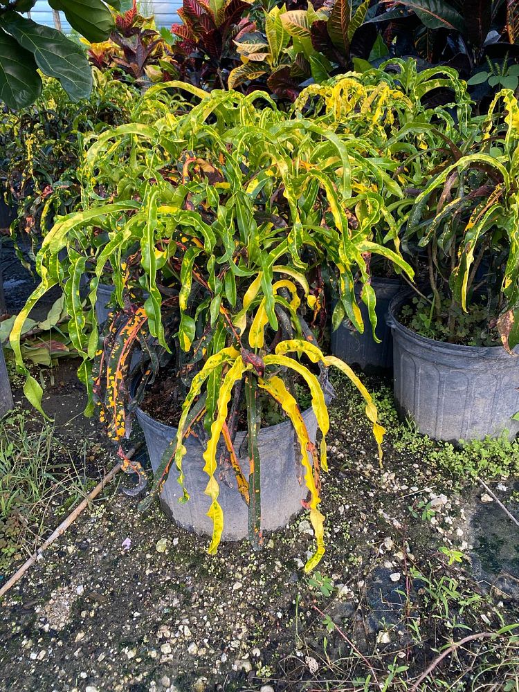 codiaeum-variegatum-dreadlocks-croton