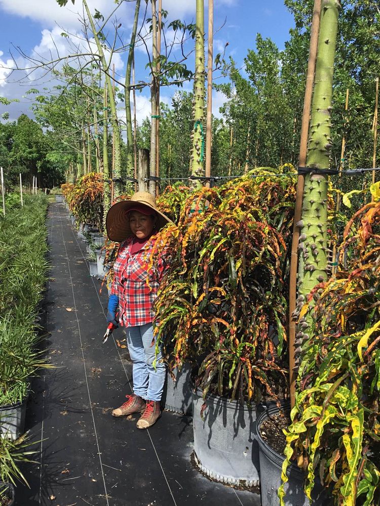 codiaeum-variegatum-dreadlocks-croton