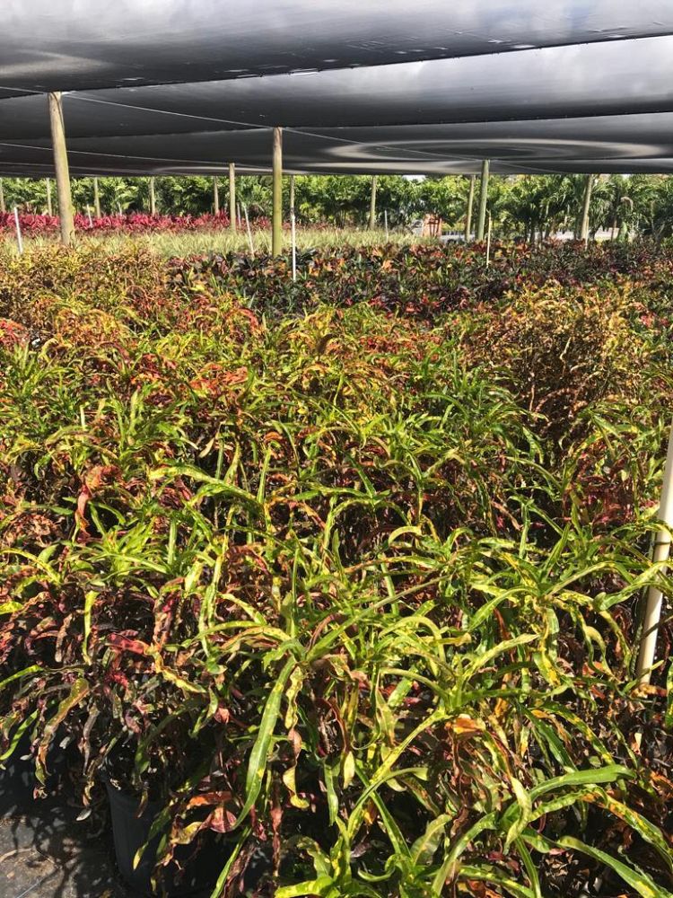 codiaeum-variegatum-dreadlocks-croton