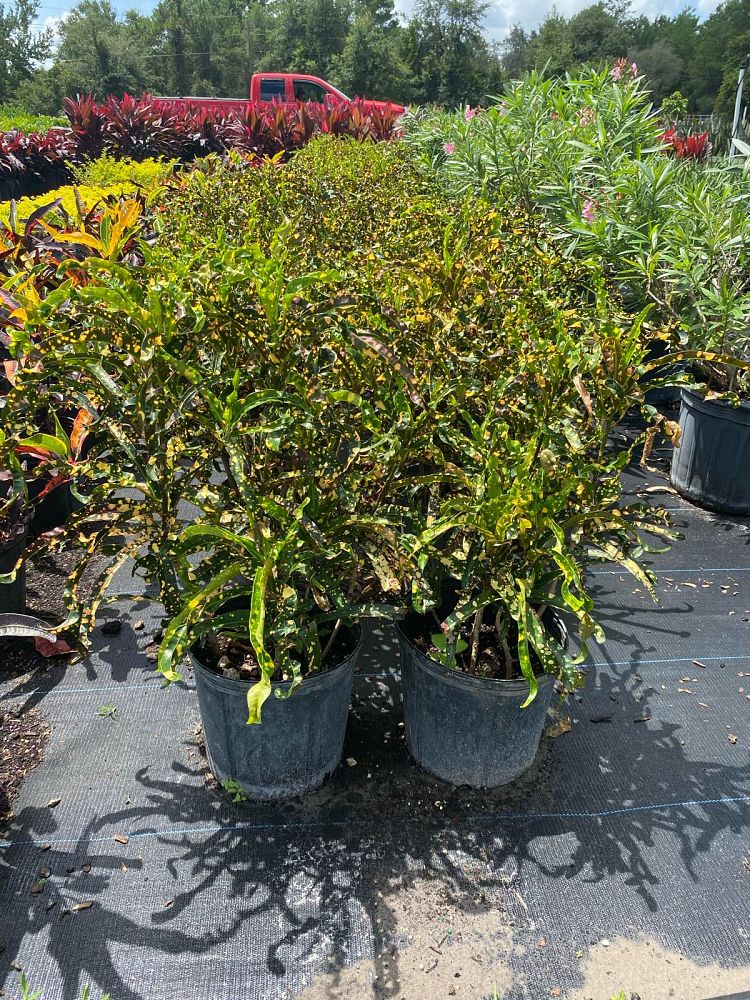 codiaeum-variegatum-dreadlocks-croton