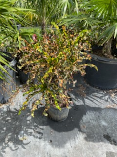 codiaeum-variegatum-dreadlocks-croton