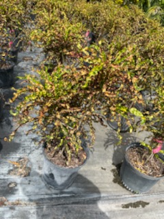 codiaeum-variegatum-dreadlocks-croton