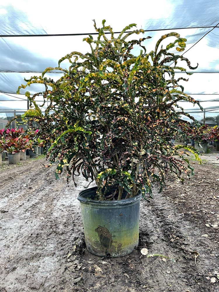 codiaeum-variegatum-dreadlocks-croton