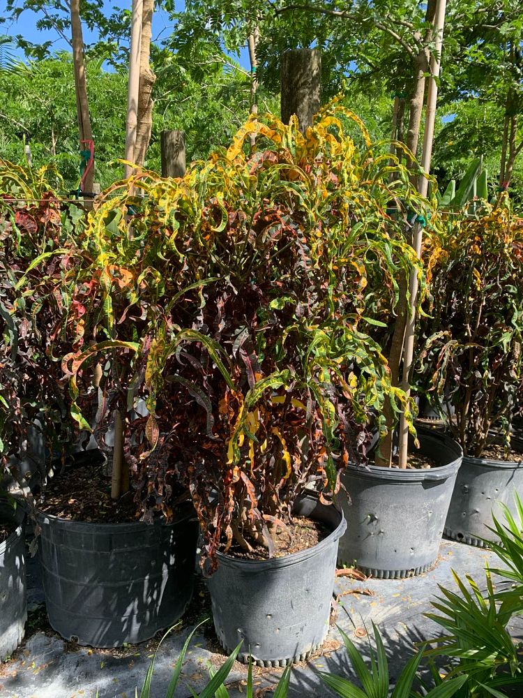 codiaeum-variegatum-dreadlocks-croton