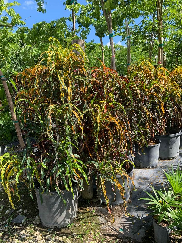 codiaeum-variegatum-dreadlocks-croton