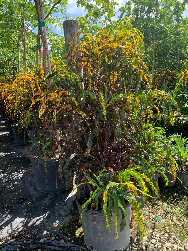 codiaeum-variegatum-dreadlocks-croton