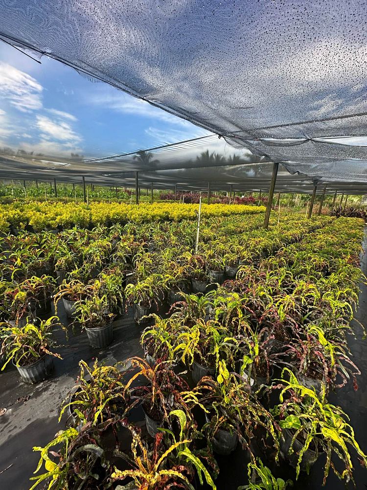 codiaeum-variegatum-dreadlocks-croton