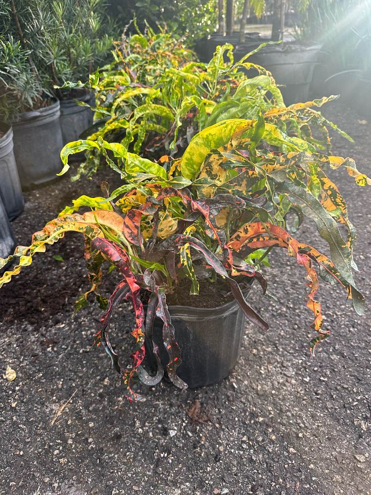 codiaeum-variegatum-dreadlocks-croton