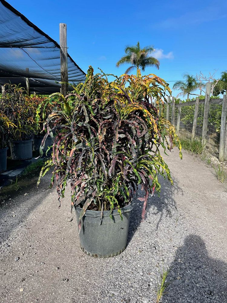 codiaeum-variegatum-dreadlocks-croton