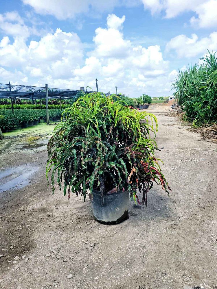 codiaeum-variegatum-dreadlocks-croton