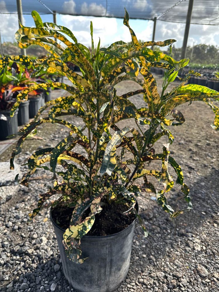 codiaeum-variegatum-dreadlocks-croton