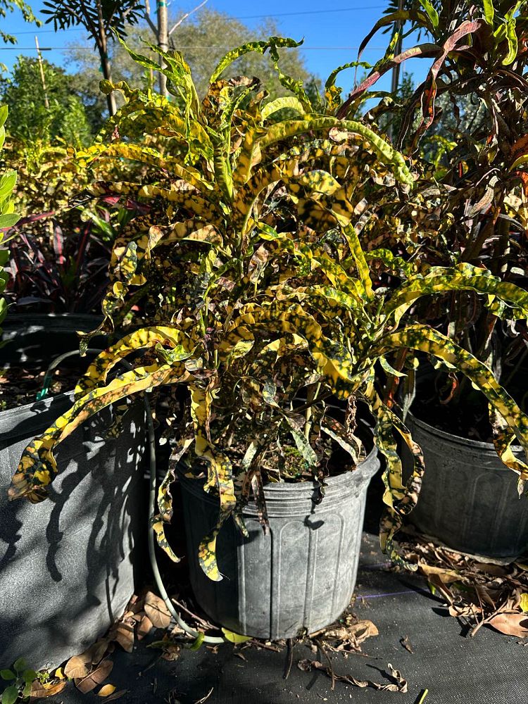 codiaeum-variegatum-dreadlocks-croton