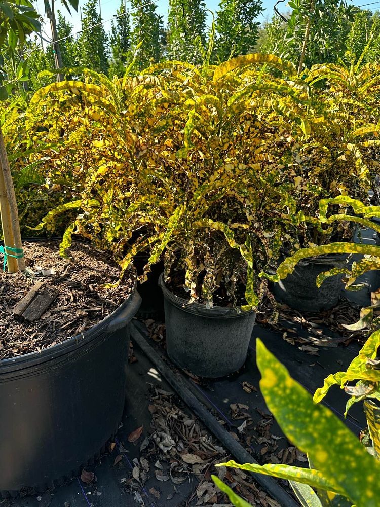 codiaeum-variegatum-dreadlocks-croton