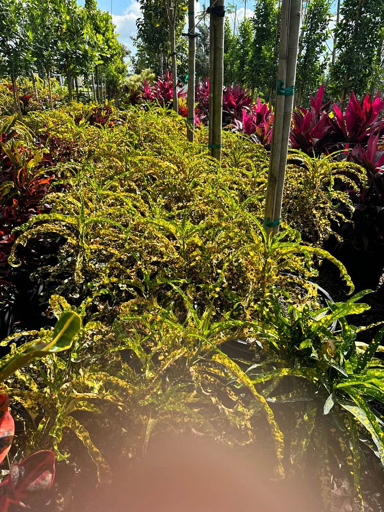 codiaeum-variegatum-dreadlocks-croton