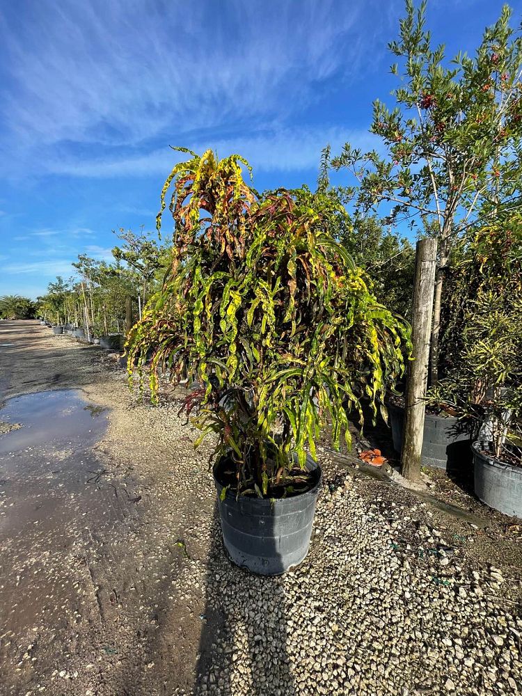 codiaeum-variegatum-dreadlocks-croton