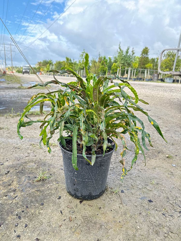 codiaeum-variegatum-dreadlocks-croton