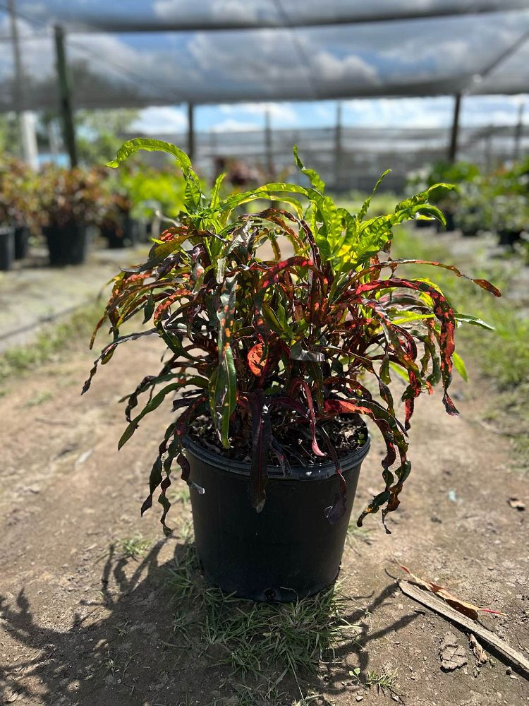 codiaeum-variegatum-dreadlocks-croton
