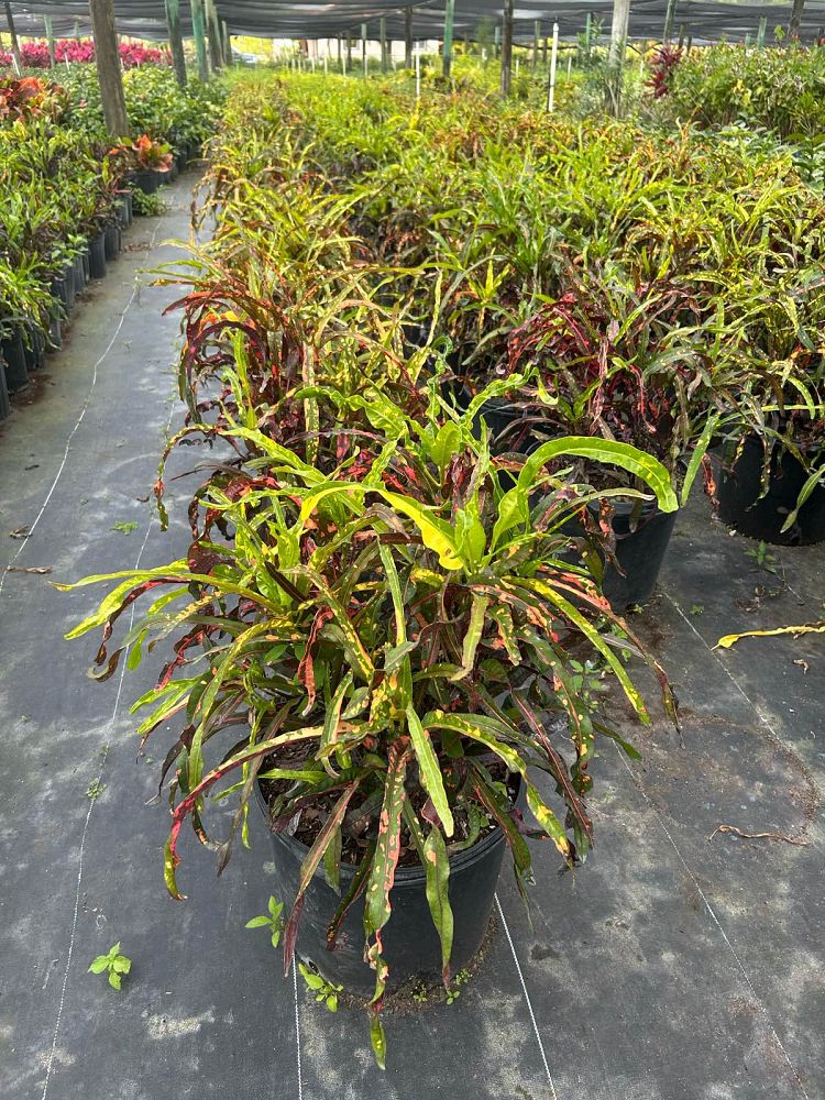 codiaeum-variegatum-dreadlocks-croton