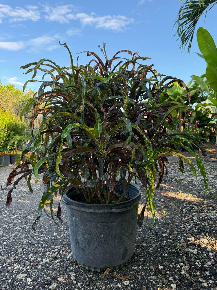 codiaeum-variegatum-dreadlocks-croton